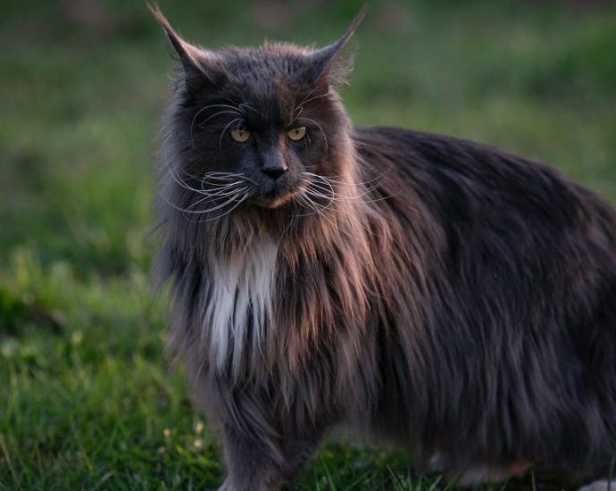 Maine Coon Blake Smoke