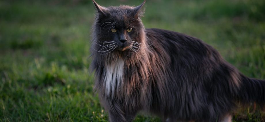 Maine Coon Blake Smoke