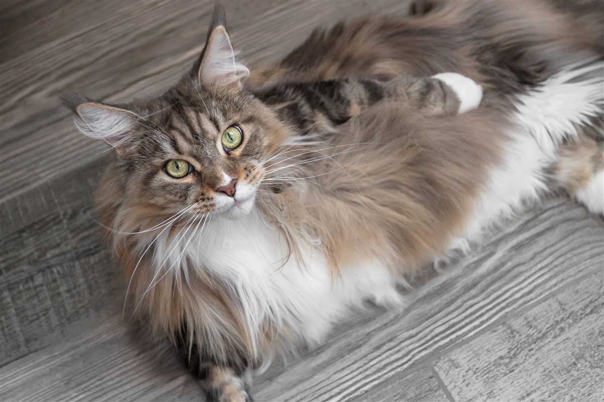 maine coon comme