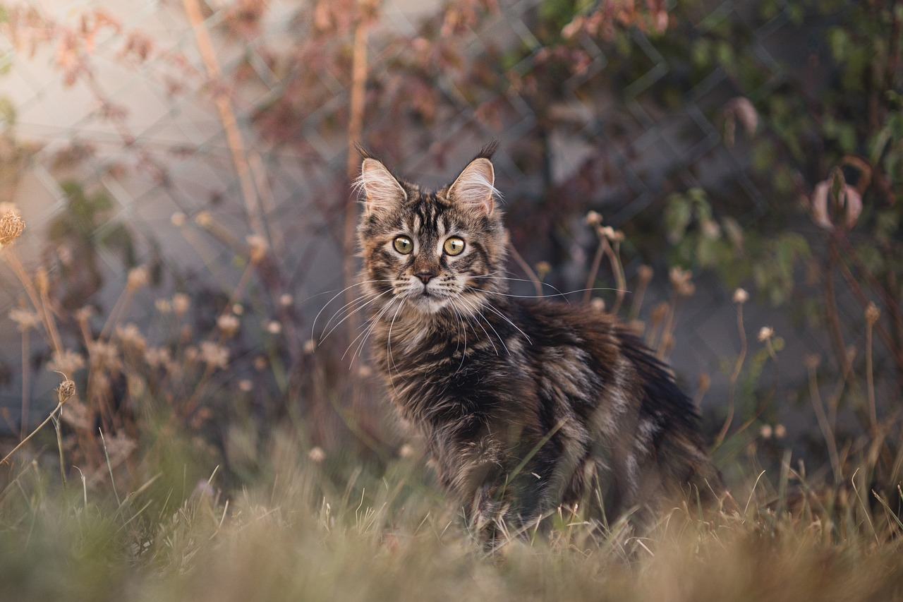 Adoption Maine Coon