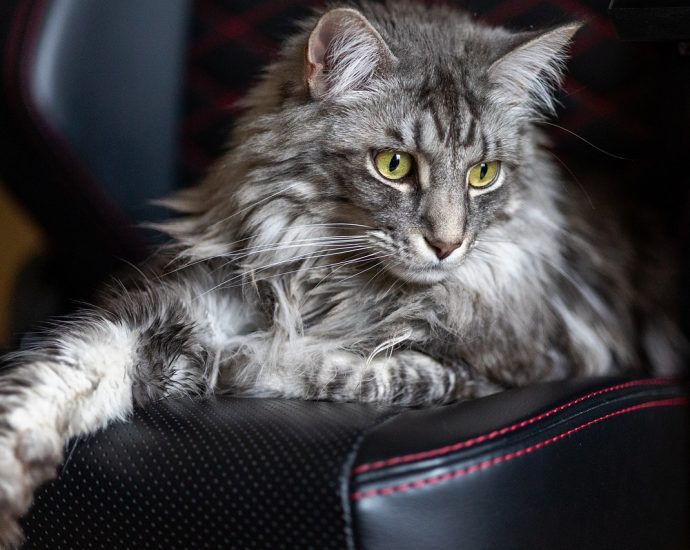 équipements Maine Coon