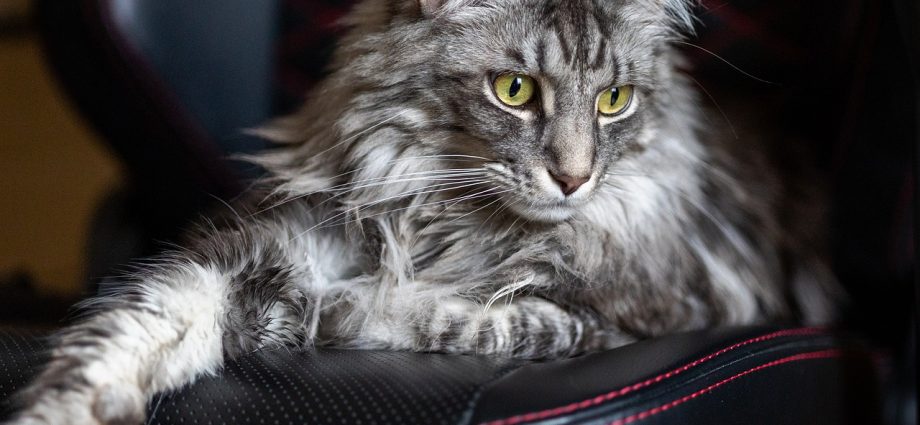 équipements Maine Coon