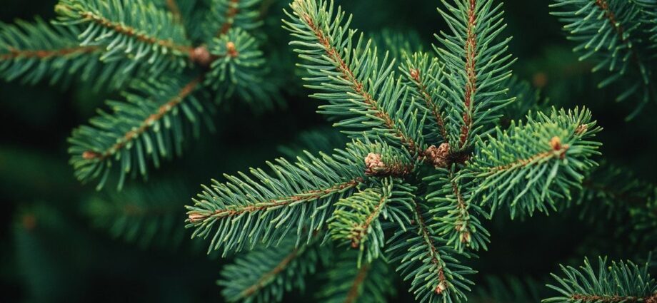 Tout savoir sur la taille d'un sapin pour embellir votre paysage